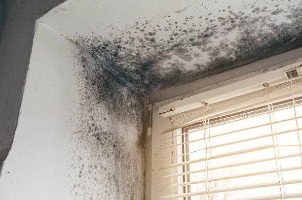 Affordable Mold Removal solutions in Sand Lake, MI